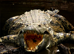 Forex nation alligator
