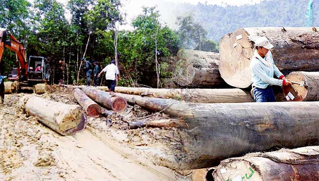 Loggers essays 06 picture