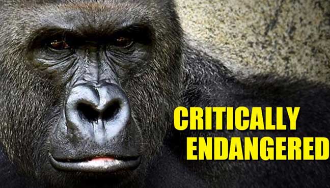 gorillas in verge of extinction Protect endangered species, including the cross river gorilla, at world wildlife fund learn about the ways wwf works to conserve a future where people live in. gorillas in verge of extinction Protect endangered species, including the cross river gorilla, at world wildlife fund learn about the ways wwf works to conserve a future where people live in.