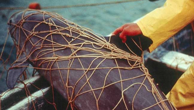 Race to save rare porpoise facing extinction 'with only 40 animals left'