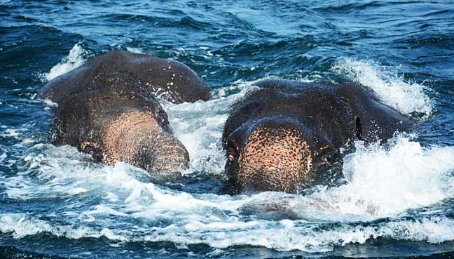 Sri Lankan Navy leads rescue operation to save two elephants from drowning Sri Lankan Navy leads rescue operation to save two elephants from drowning