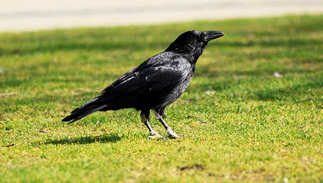 New study gives ravens something to crow about