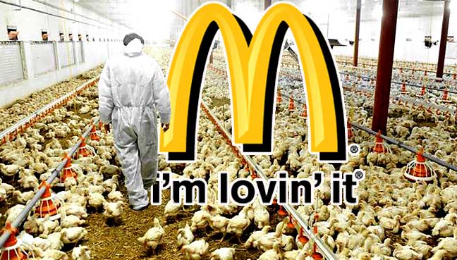 McDonald's sets new welfare standards for chickens
