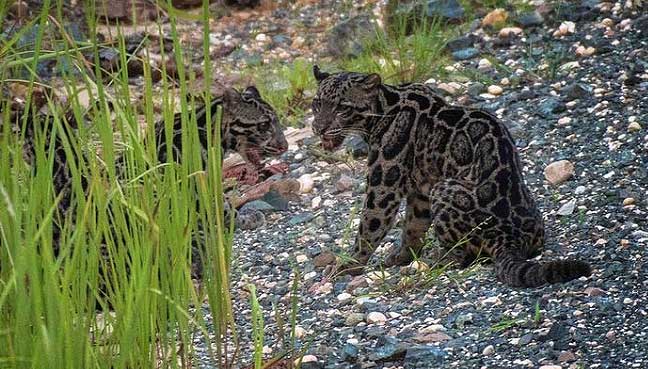 leopard1
