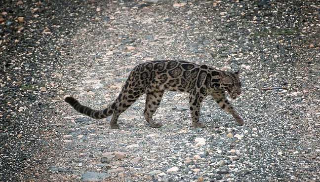 leopard2