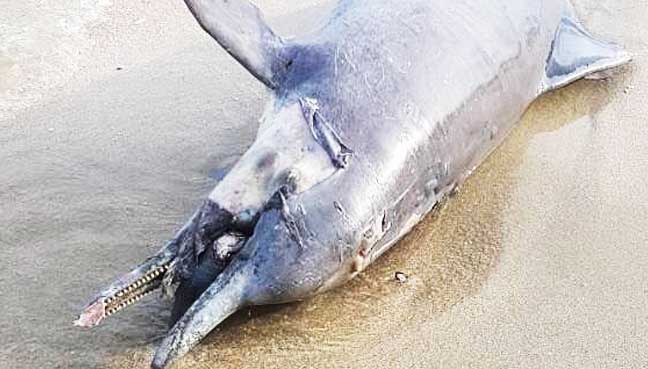 dolphin2