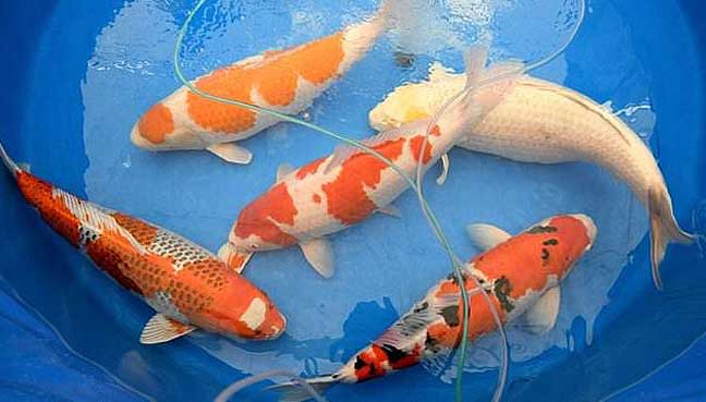 koi