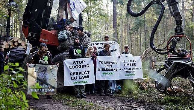 Bialowieza Forest: Poland infringes European law