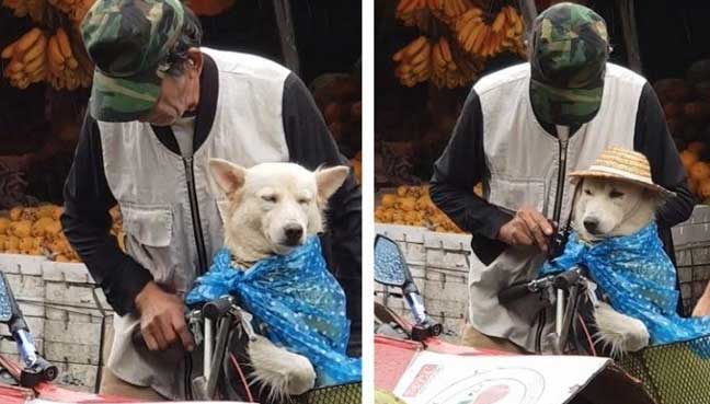 Video Warga Emas Lindung Anjing Dari Hujan Cairkan Netizen Free