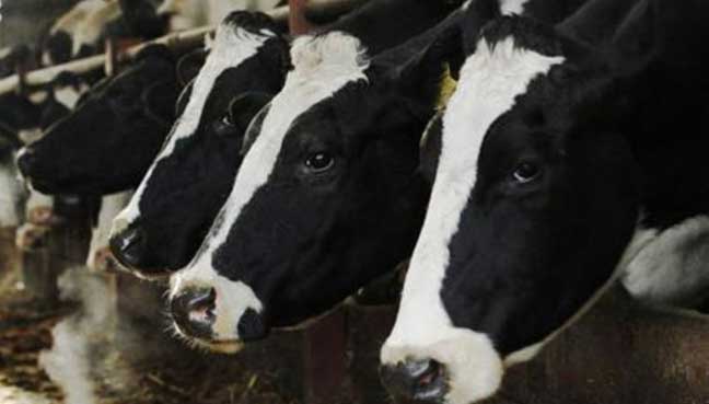 cows_reuters