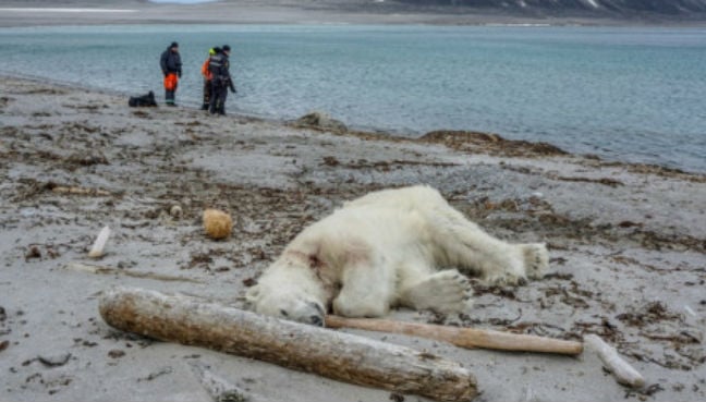 Cruise ship passenger attacked by polar bear on Norway's Arctic Svalbard Cruise ship passenger attacked by polar bear on Norway's Arctic Svalbard