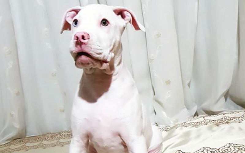 Jurugambar Hidupan Liar Rakam Foto Unik Tupai Albino Free