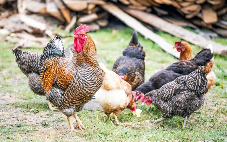 Khasiat ayam kampung yang anda kena tahu | Free Malaysia Today (FMT)
