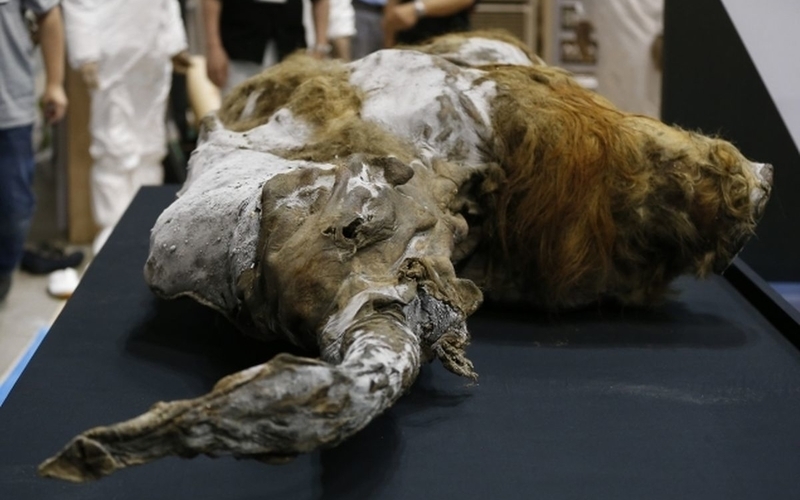 Frozen mammoth cells come to life, but only just