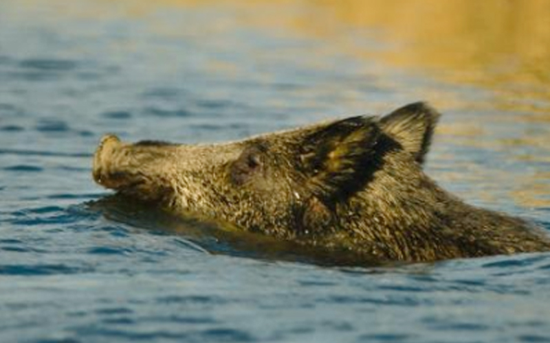 Gempar Babi Hutan Indonesia Ceroboh Melaka Free Malaysia Today Fmt