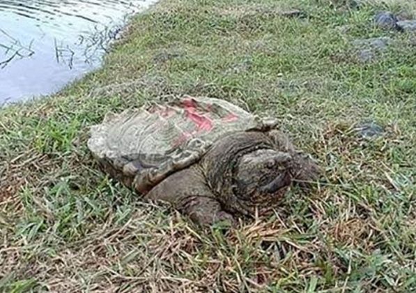 Tindakan lepaskan 'kura-kura buaya' di Tasik Putrajaya ...