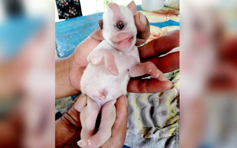 Anjing Bermata Satu Jadi Rebutan Free Malaysia Today