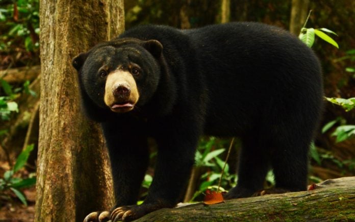 Malaysians Must Know the TRUTH: Malaysian bears in peril as China