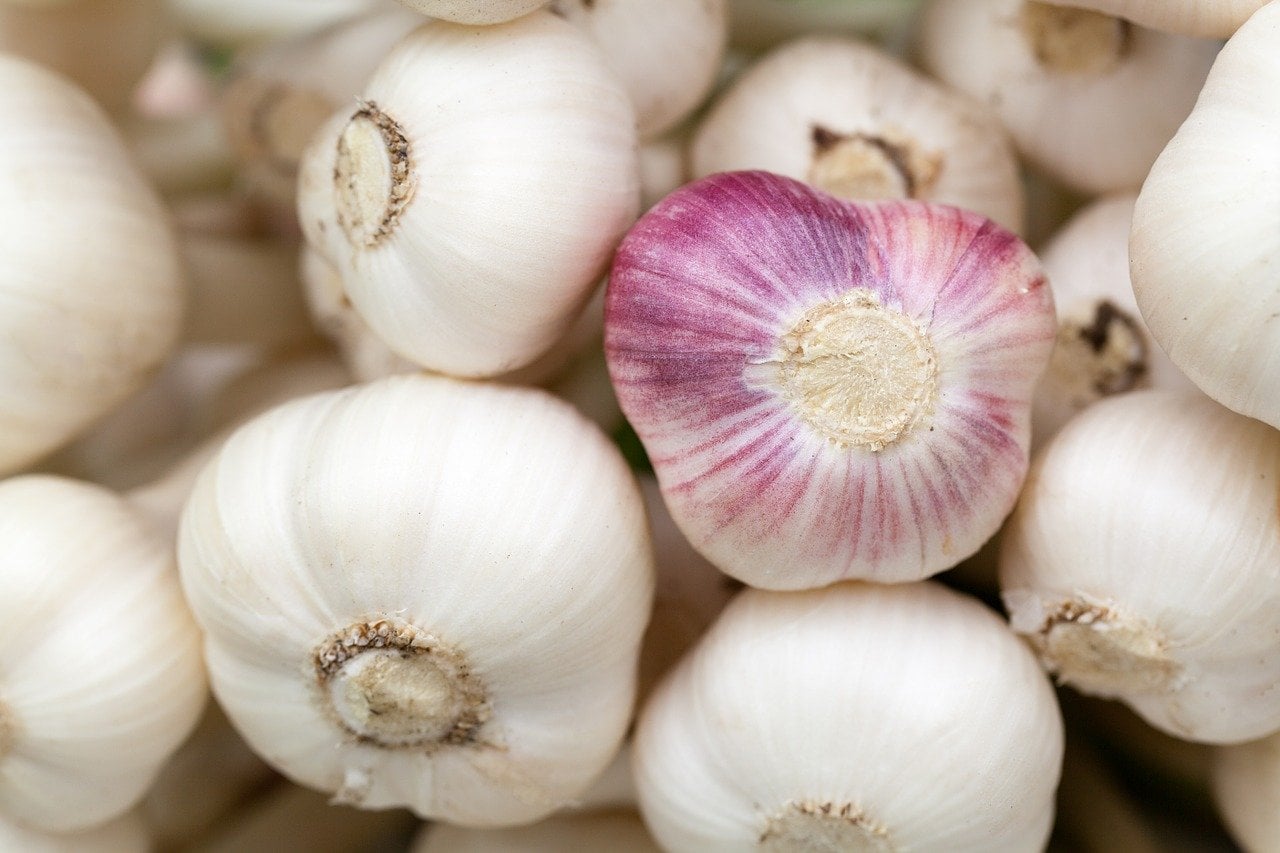 are allium bulbs poisonous to dogs