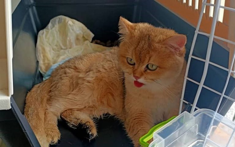 2 kucing 'British Shorthair' dari Ukraine ditahan di KLIA | Free Malaysia Today (FMT)