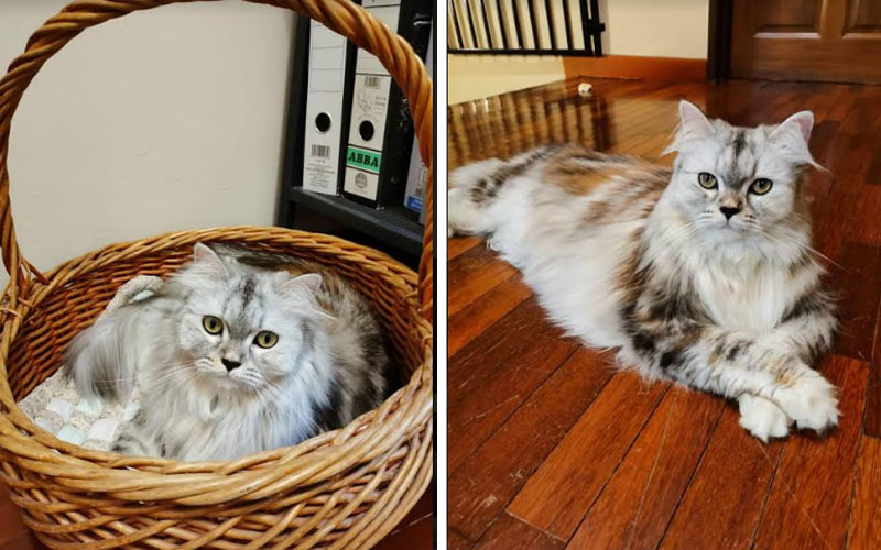 Poppy The Persian Mix And Cheeky Minx Free Malaysia Today Fmt