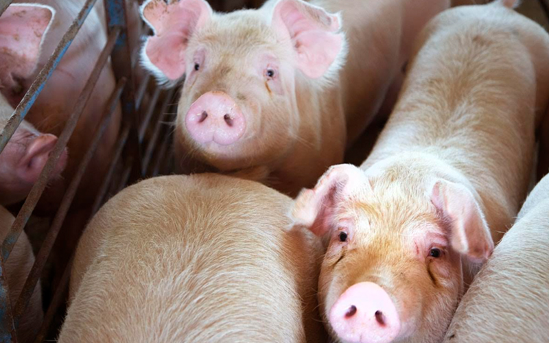 freemalaysiatoday.com - ETX Studio - Huawei to modernise pig farms with facial recognition