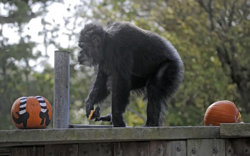 Orang Utan Spesies Ikonik Tumpuan Dunia Astro Awani