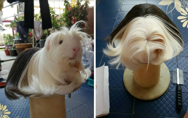 The Fluff And Fuss About Rearing Rm800 Guinea Pigs Free Malaysia Today Fmt