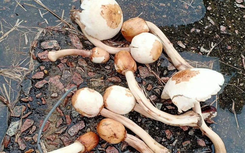 9 beranak muntah darah termakan cendawan beracun