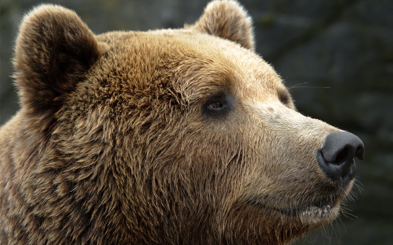 Bear rescued from Ukraine begins new life in Dutch zoo 3 Bear rescued from Ukraine begins new life in Dutch zoo