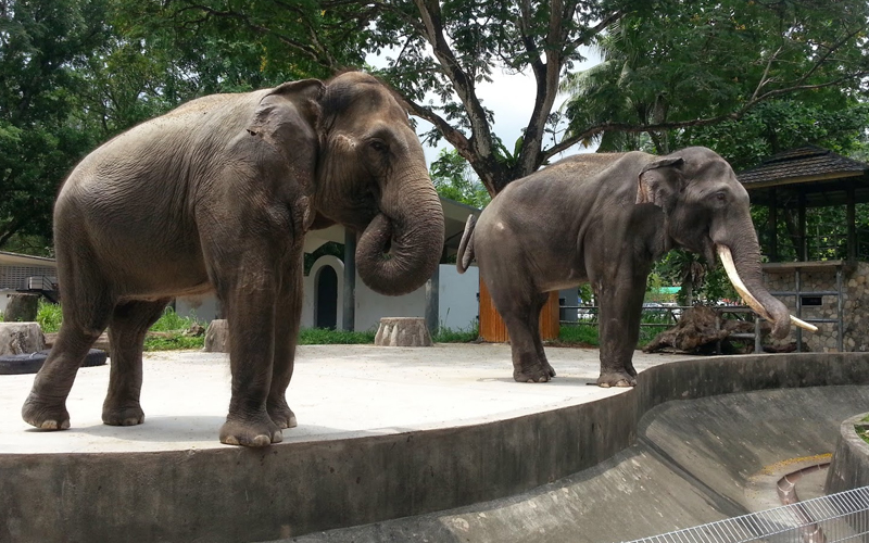 Pygmy elephant gores handler to death in Sabah wildlife park Free