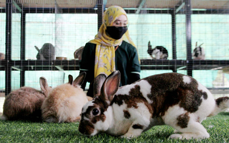 Hop away from buying rabbits for Chinese New Year, public urged Free
